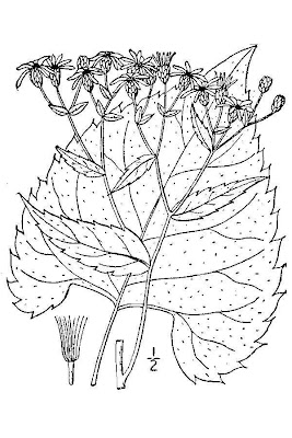 Schreber's Aster
