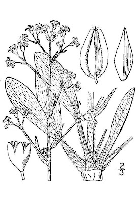 Wind wildbuckwheat