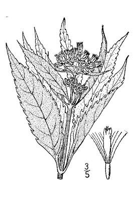 Spotted Joe Pye Weed