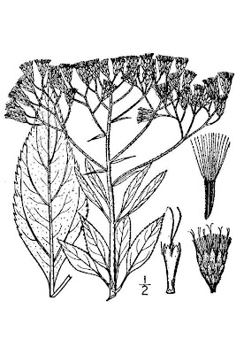 Spotted Trumpetweed