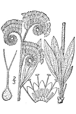 Silverleaf Phacelia