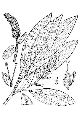 Gray Leaf Willow