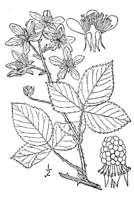 Saw Tooth Blackberry