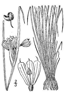 White Blue-eyed Grass