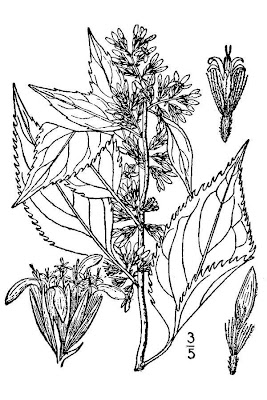 Zig-zag Goldenrod