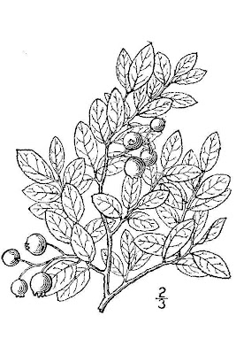Upland Lowbush Blueberry