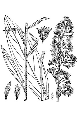 Bog goldenrod