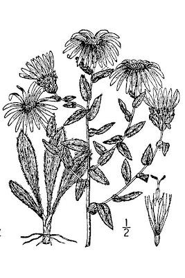 Western Silver Aster