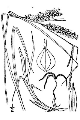 Blister sedge Blister sedge