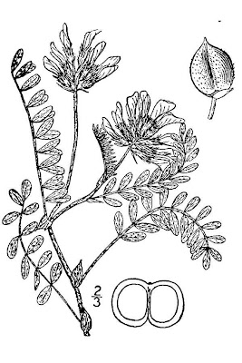 Platte River Milk Vetch