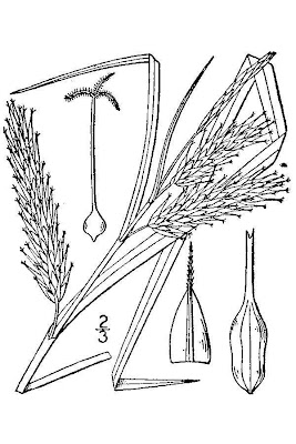 Schweinitz's Sedge