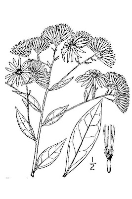 Cornel-leaf Whitetop