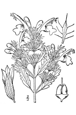 Dracocephalum moldavica,
Moldavian dragonhead,
Moldavian dragonshead