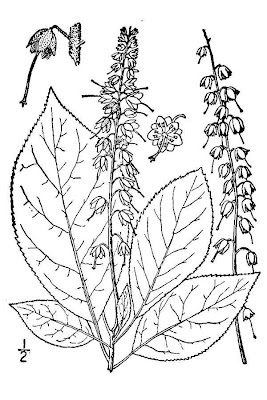 White Alder