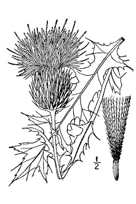 Wavy-leaf Thistle