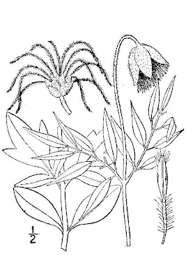 Scott's Clematis