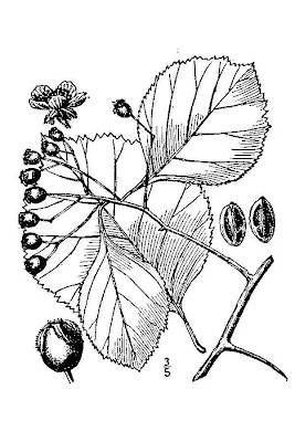 Pear Hawthorn