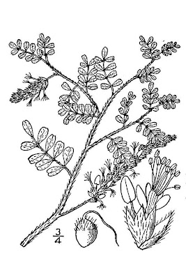 Woolly prairieclover