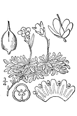 Pincushion Plant
