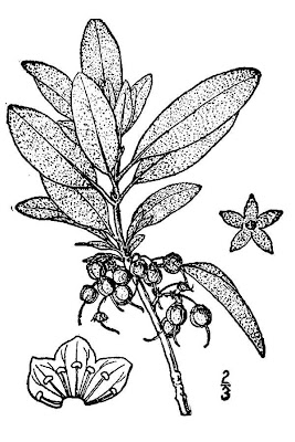 Kalmia carolina,
Carolina laurel