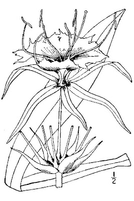 Carolina spiderlily Carolina spiderlily
