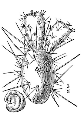 Brittle Prickly-pear