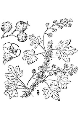 Prickly currant Prickly currant