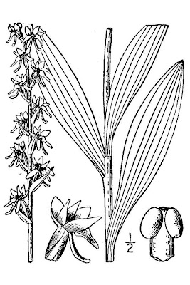 Scentbottle
