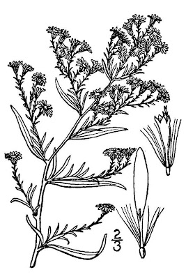 Symphyotrichum parviceps,
small white aster,
small-head aster,
smallhead aster