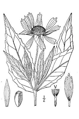 Pineland-ginseng