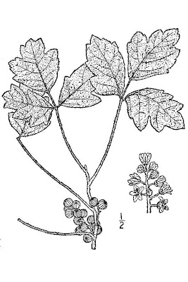 Atlantic Poison Oak 