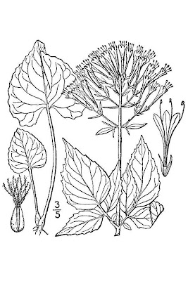 Large-flower Valeriana