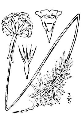 Siberian Sea Thrift
