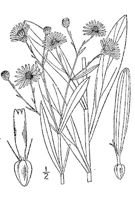 White Doll's Daisy