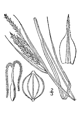 Estuary sedge