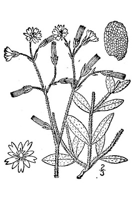 Big chickweed Big chickweed
