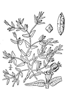 Hoary Euphorbia