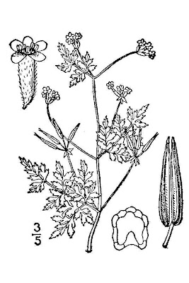 Chervil Chervil