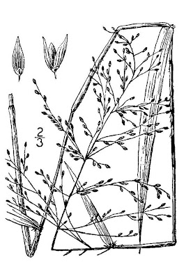 Woolly rosette grass