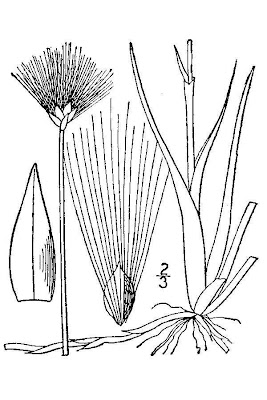 Cotton Grass