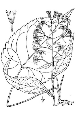 Schreber's Aster