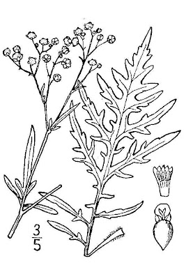 Ragweed Parthenium