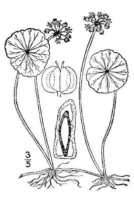 Many Flower Marsh Pennywort