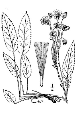 Packera schweinitziana,
Schweinitz's ragwort