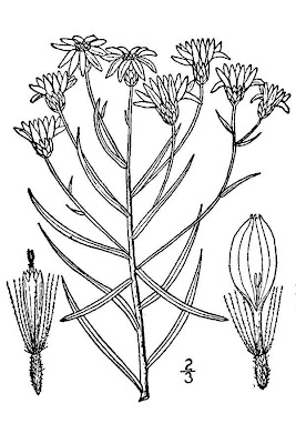 Sickleleaf Silkgrass