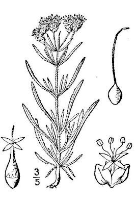 Glandular Plantain
