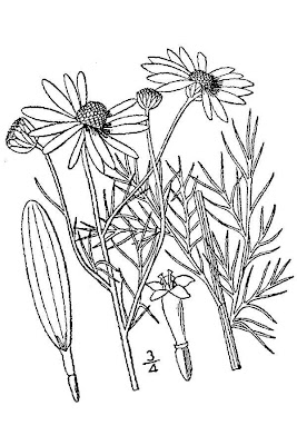 Inland Scentless Mayweed