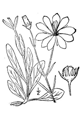 Sabatia dodecandra,
marsh rose gentian,
marsh rosegentian