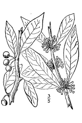 Buckthorn Bumelia