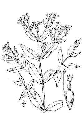 White Catchfly